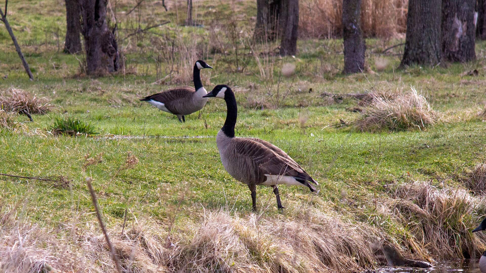 Get rid of birds, canada geese