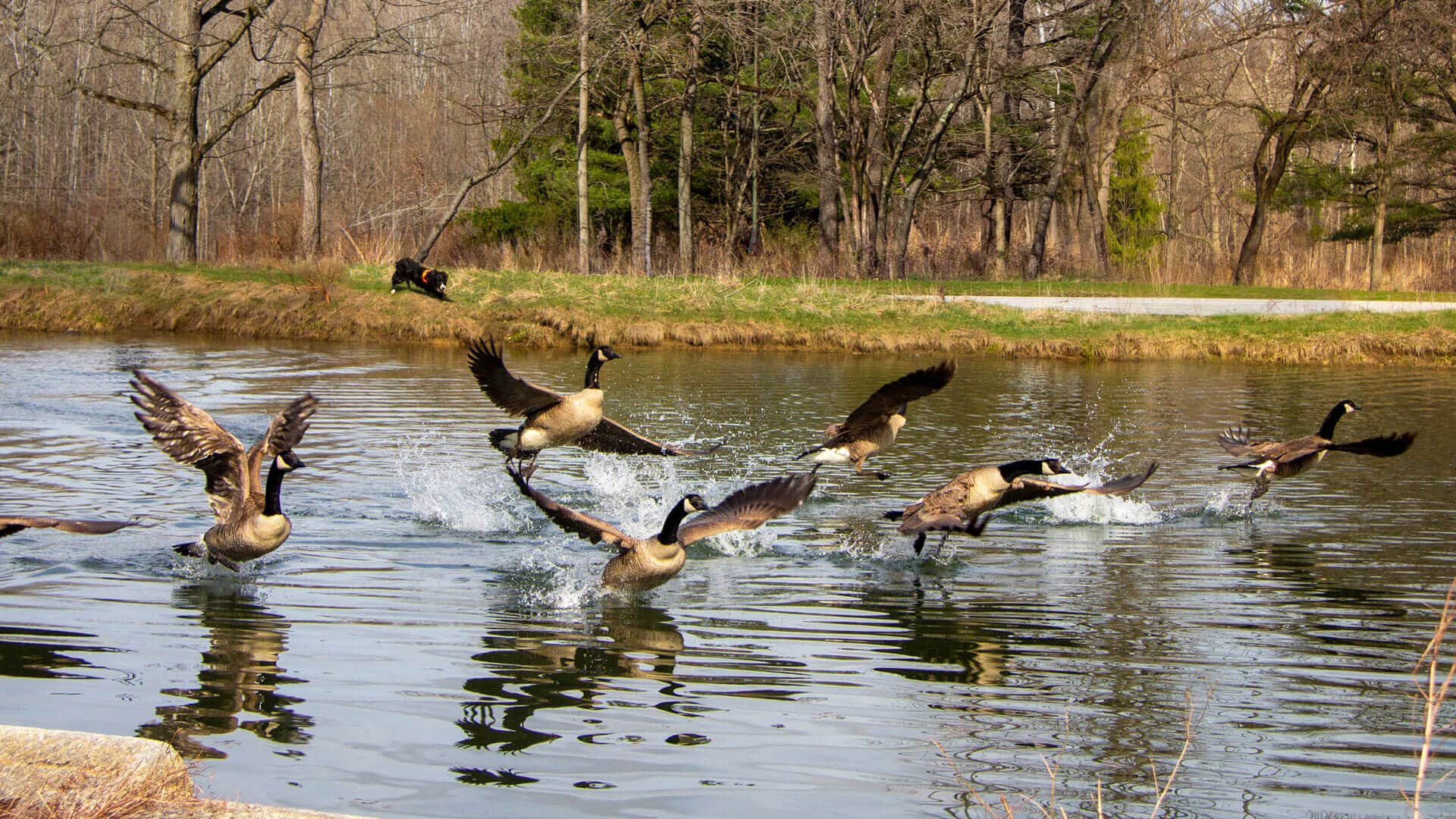 Border collie chasing away canadian geese