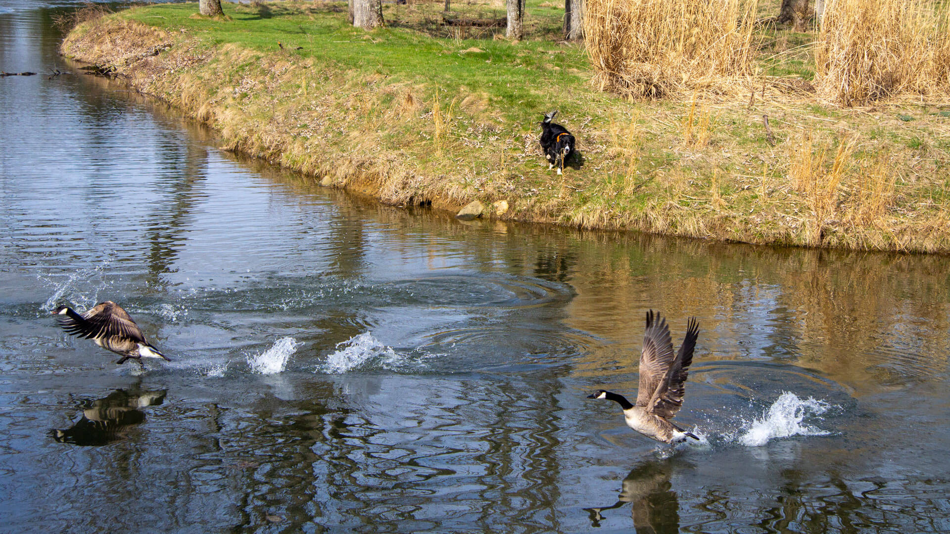 Trained Border Collie getting rid of geese