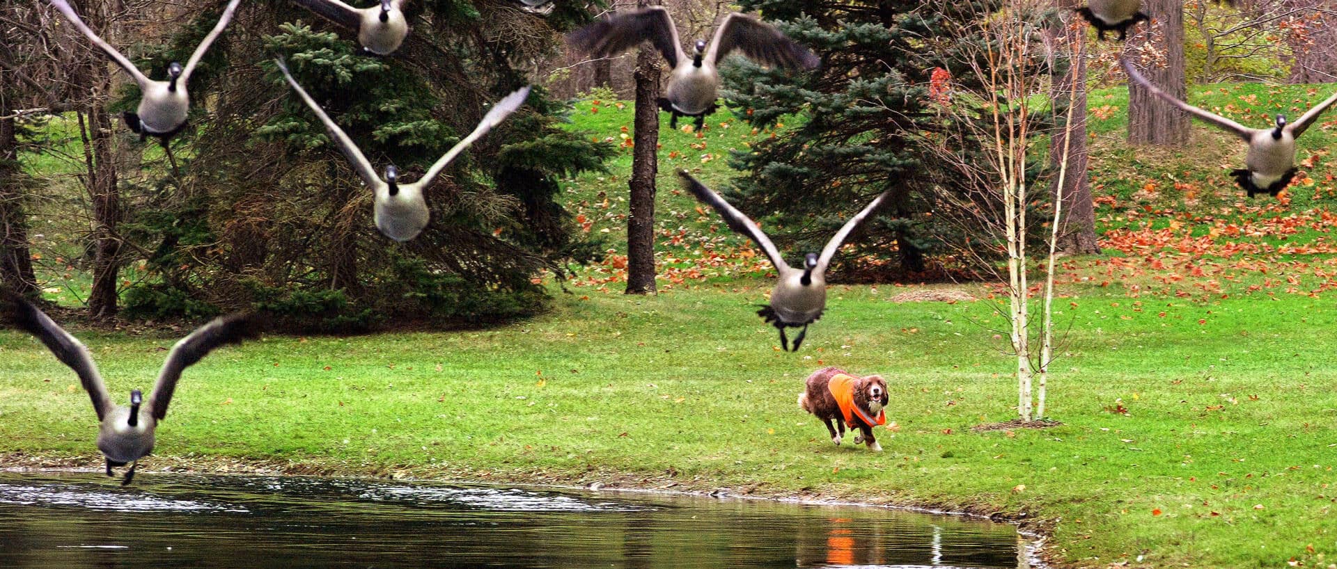 Ty, border collie chasing some Canada Geese away.