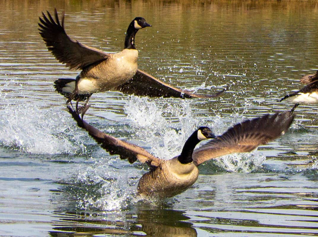 Removing Canada Geese
