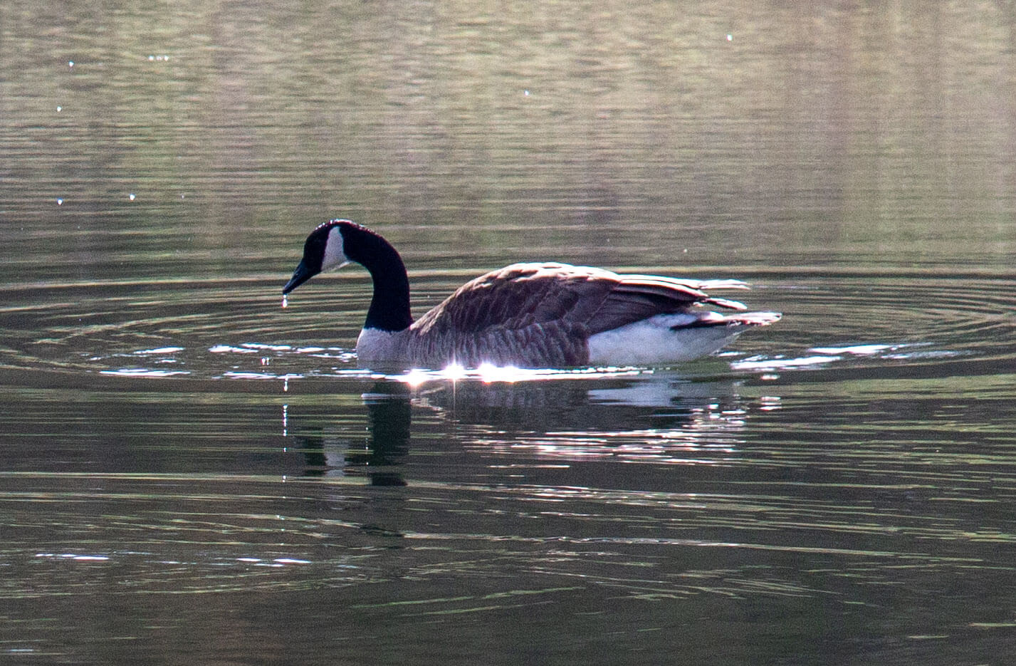 Get rid of geese in your pond