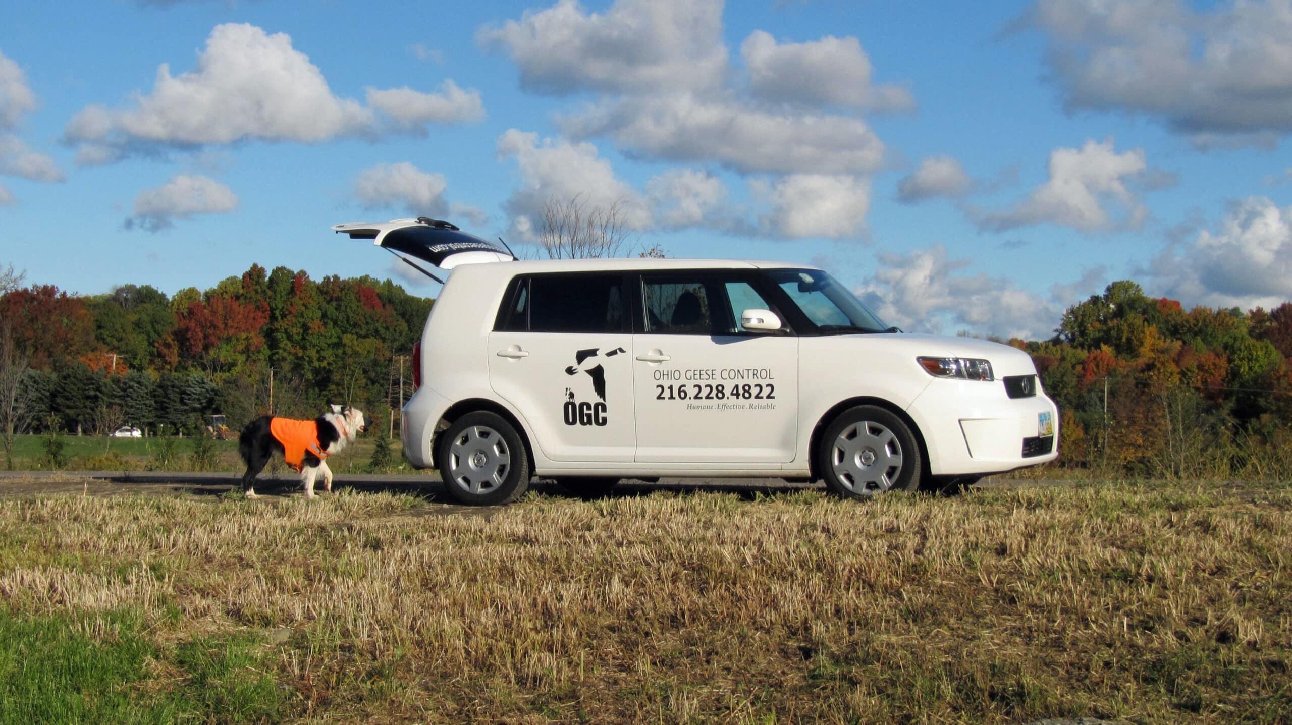 Ohio Geese Control mission is to get rid of canada geese