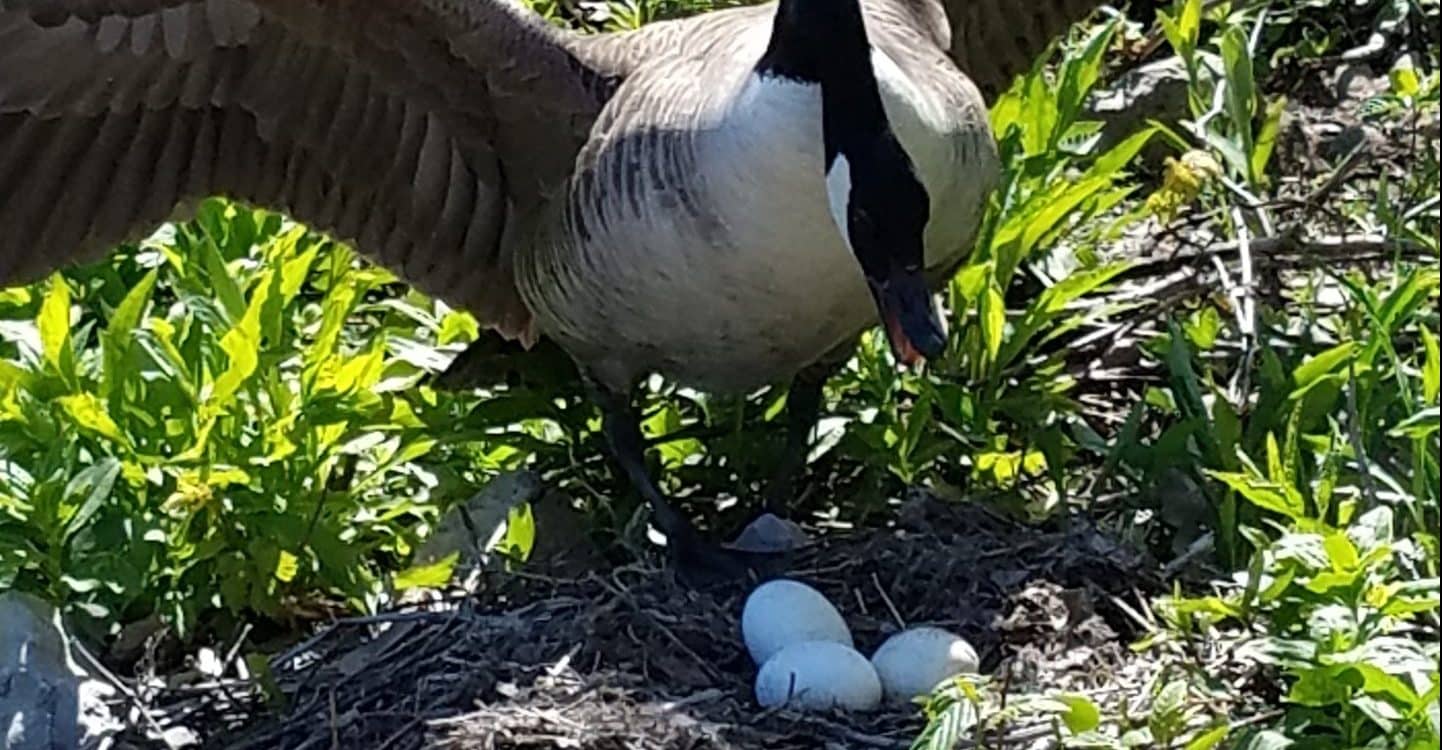 how to get rid of canada geese nests safely and legally