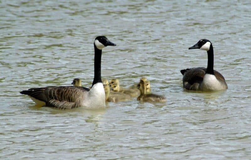 Canada Geese Goslings