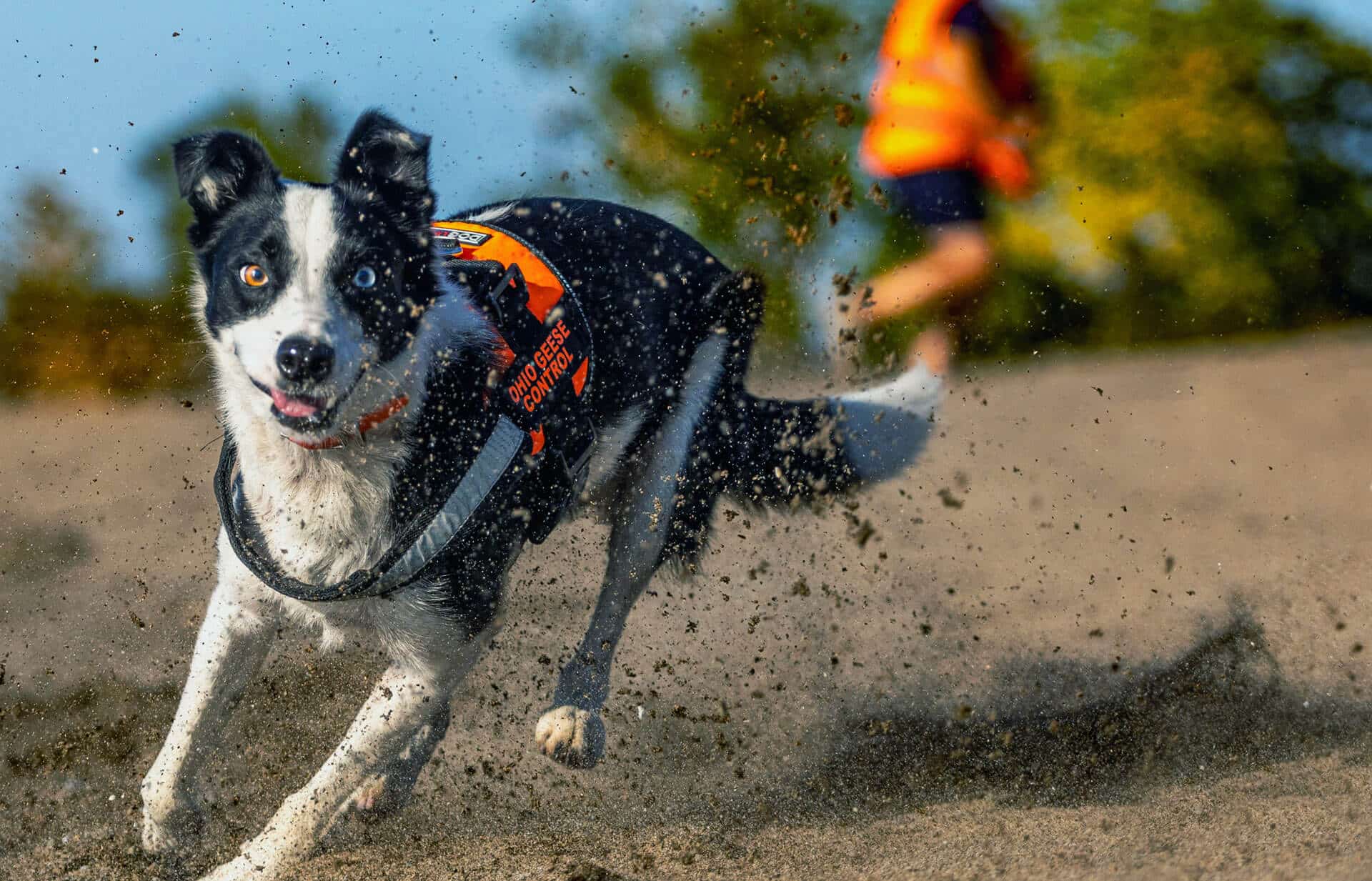 Roxy the Border Collie running in the dirt.