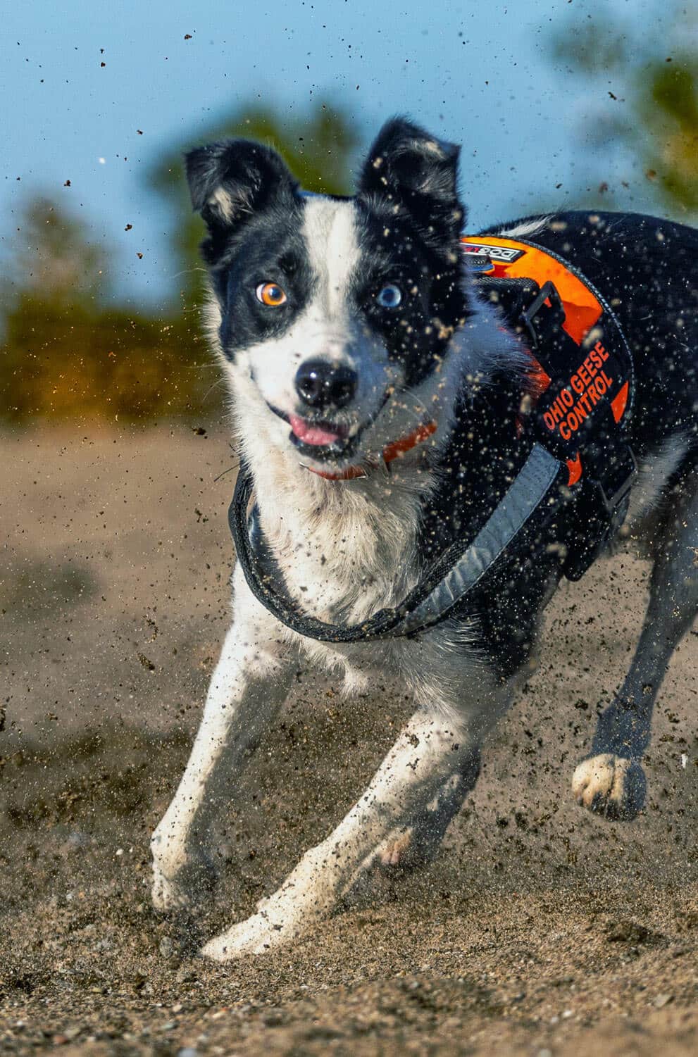 Roxy the Border Collie running in the dirt.