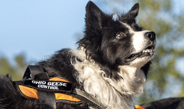 Deterring Geese with Dogs